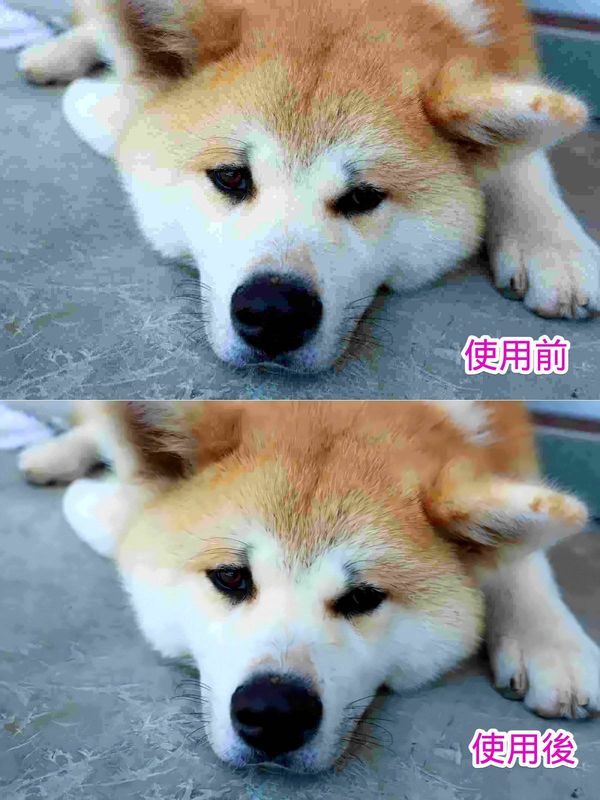 犬の写真をReminiで補正