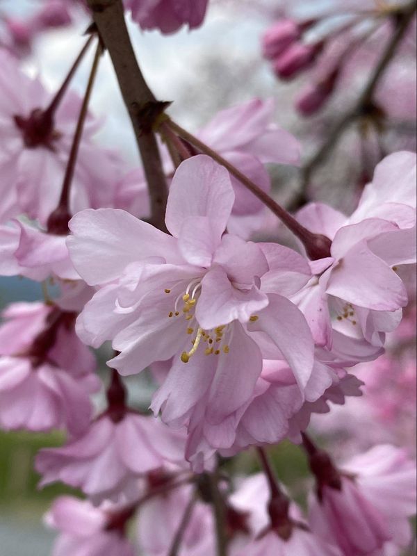 花を接写