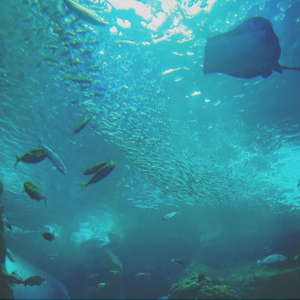 エイなどが写る巨大水槽内の画像