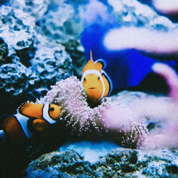 前ボケでサンゴをいれた画像