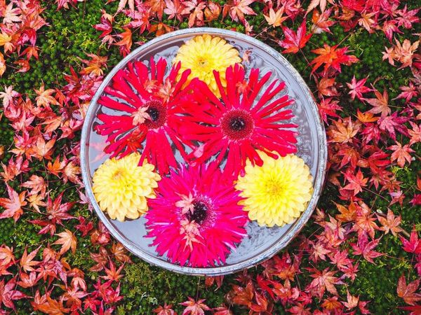 紅葉と花手水