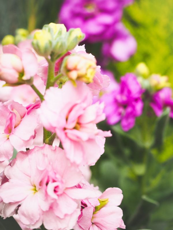 花の画像