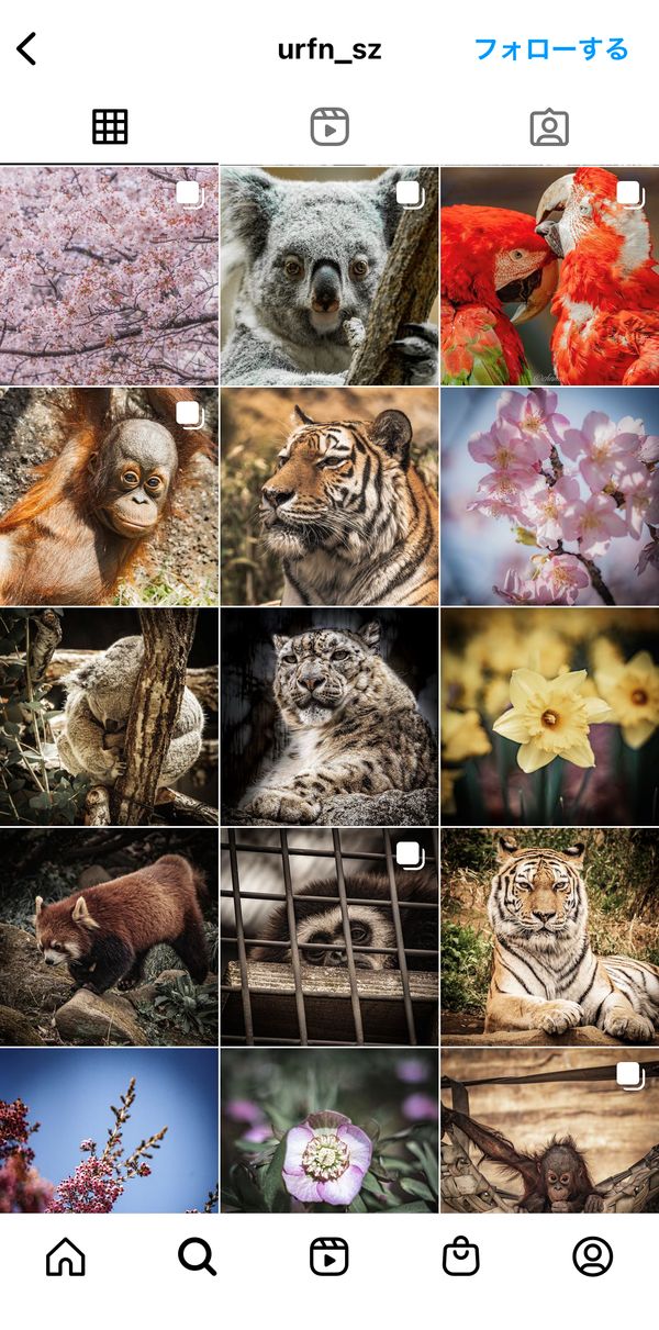 自然や動物などで統一したプロフィール画像
