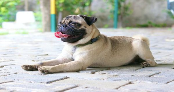 犬の無駄吠え防止アプリの選び方