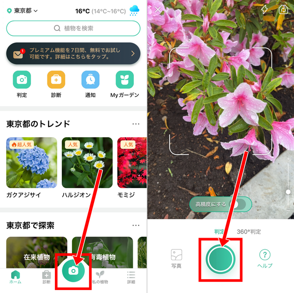 カメラマークをタップし、名前を知りたい植物を画面に写して撮影ボタンをタップ