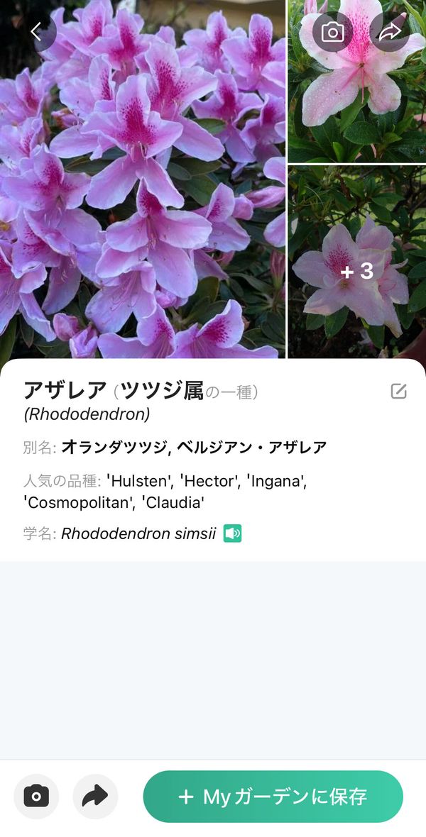 数秒待てば、植物の情報が表示される