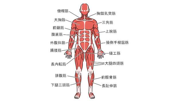 大きな筋肉を使った筋トレ