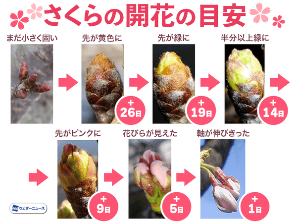 桜開花の目安