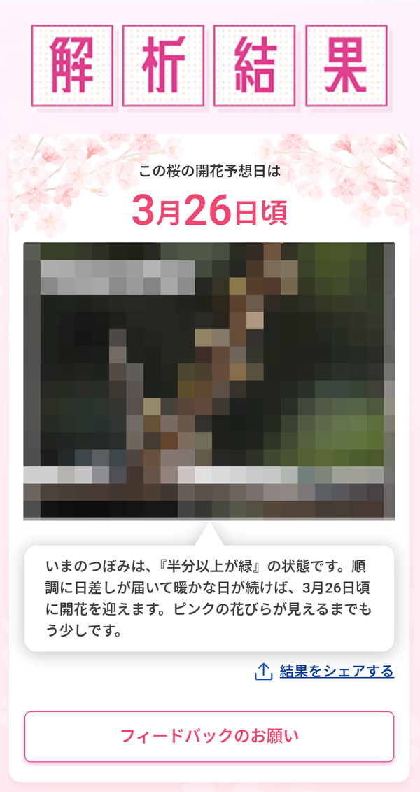 桜の分析結果