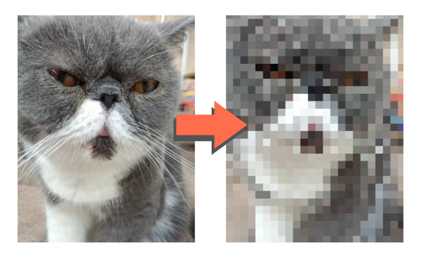 動物写真　シンプルな指示